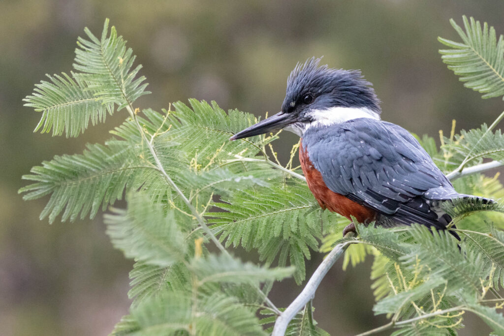 Martin-pêcheur à ventre roux (Megaceryle torquata - Ringed Kingfisher)