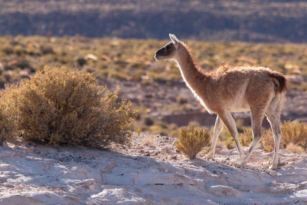 Guanaco (Lama guanicoe - Guanaco) - Chili