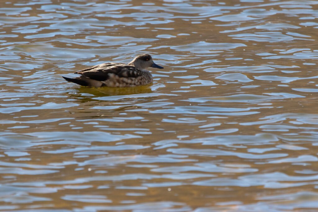 Canard huppé (Lophonetta specularioides - Crested Duck)