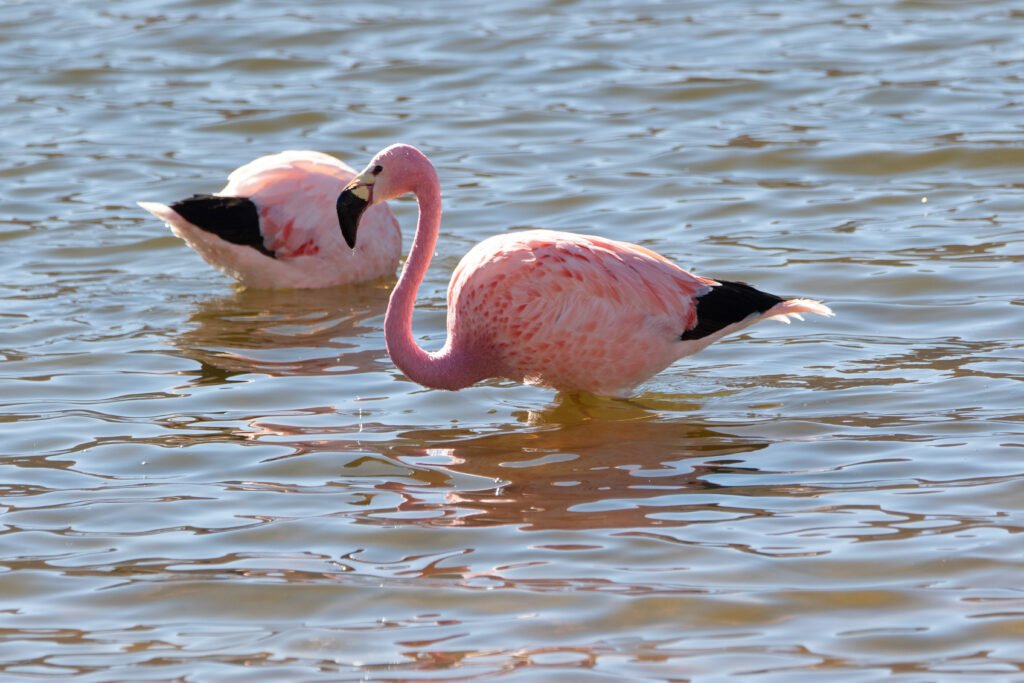 Flamant des Andes (Phoenicoparrus andinus - Andean Flamingo) 3
