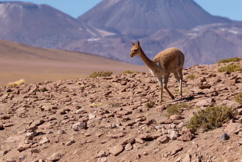 Vigogne (Vicugna vicugna - Vicuña) 6