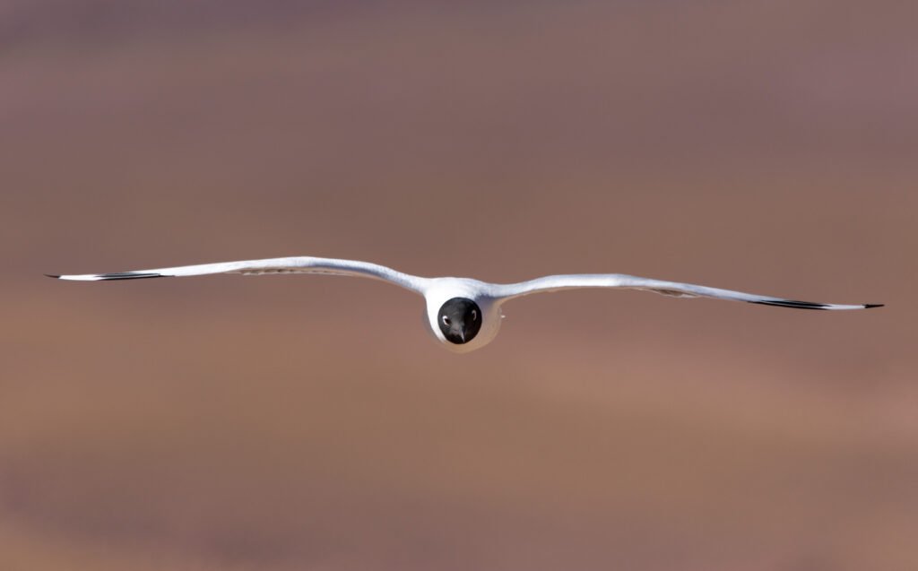 Mouette des Andes (Chroicocephalus serranus - Andean Gull)