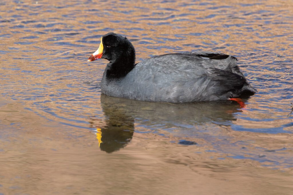Foulque géante (Fulica gigantea - Giant Coot)