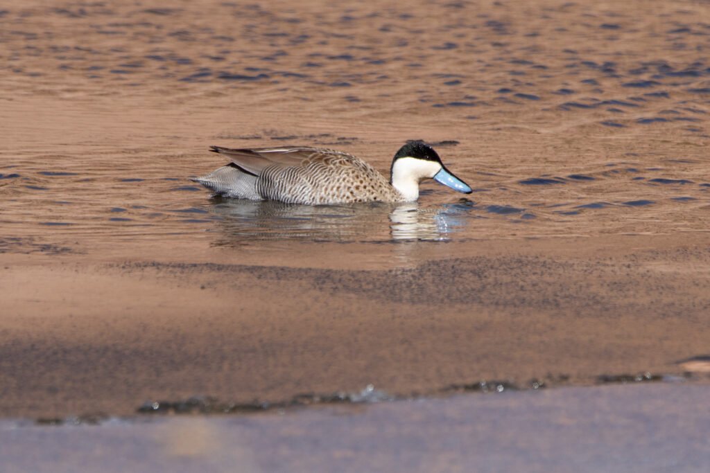 Sarcelle de la Puna (Spatula puna - Puna Teal)