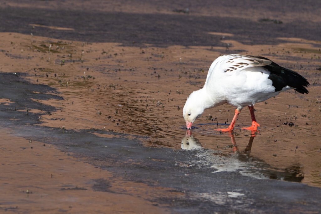 Ouette des Andes (Chloephaga melanoptera - Andean Goose)