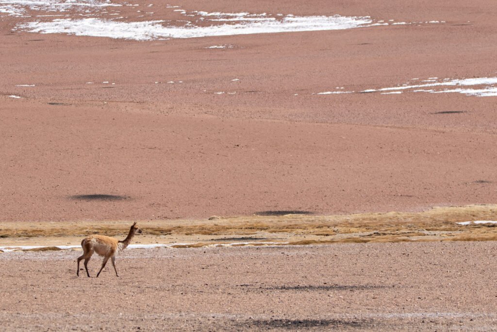Vigogne (Vicugna vicugna - Vicuña) 41