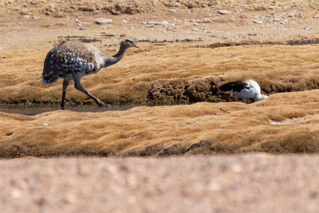 Nandou de Darwin (Rhea pennata - Lesser Rhea)