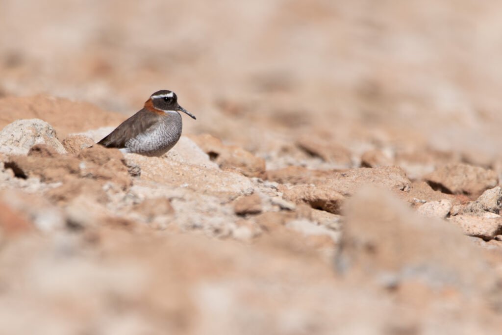 Pluvier des Andes (Phegornis mitchellii - Diademed Sandpiper-Plover) - San Pedro de Atacama