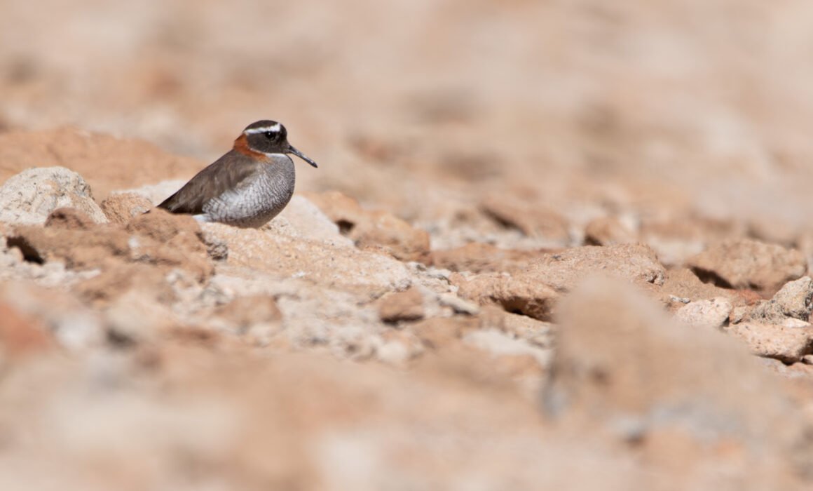 Pluvier des Andes (Phegornis mitchellii - Diademed Sandpiper-Plover) - San Pedro de Atacama