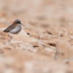 Pluvier des Andes (Phegornis mitchellii - Diademed Sandpiper-Plover) - San Pedro de Atacama