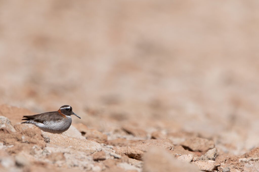 Pluvier des Andes (Phegornis mitchellii - Diademed Sandpiper-Plover)