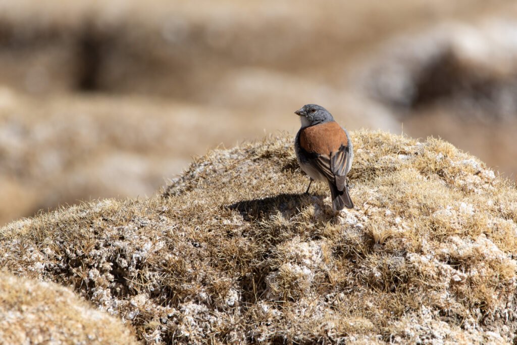 Idiopsar à dos roux (Idiopsar dorsalis - Red-backed Sierra Finch)