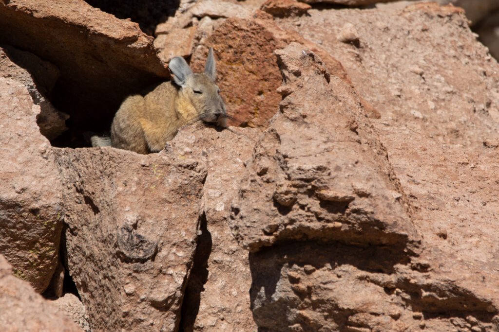 Viscache des montagnes (Lagidium viscacia - Southern Viscacha)
