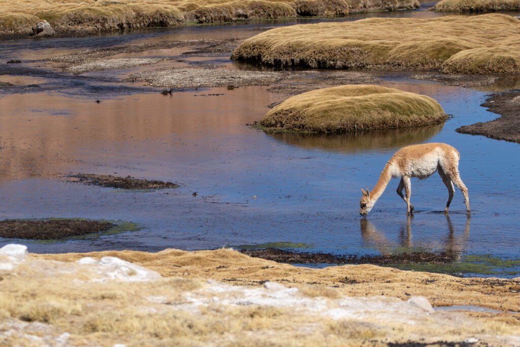 Vigogne (Vicugna vicugna - Vicuña) 2