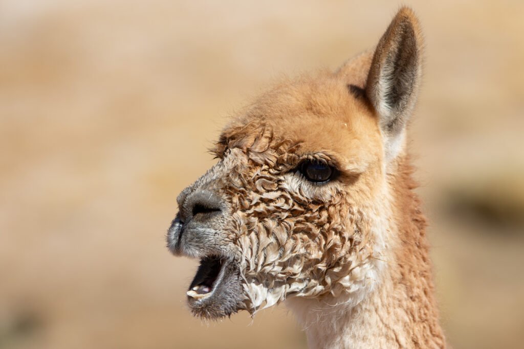 Vigogne (Vicugna vicugna - Vicuña) Zoom