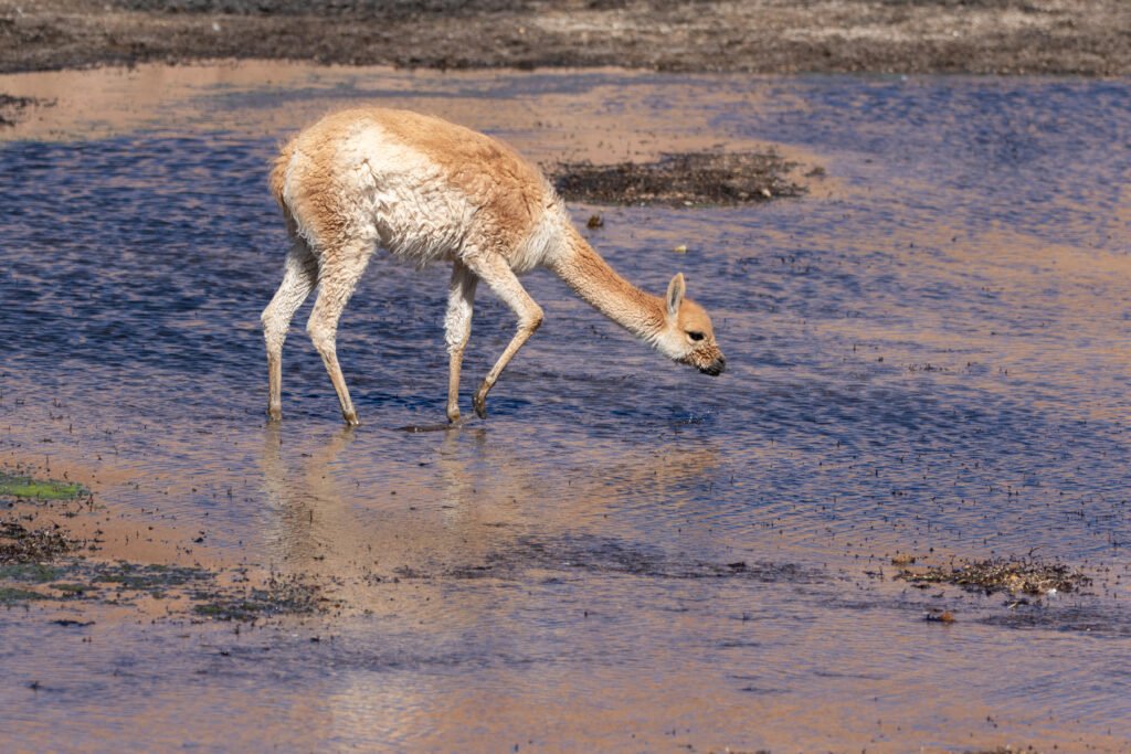 Vigogne (Vicugna vicugna - Vicuña) 5