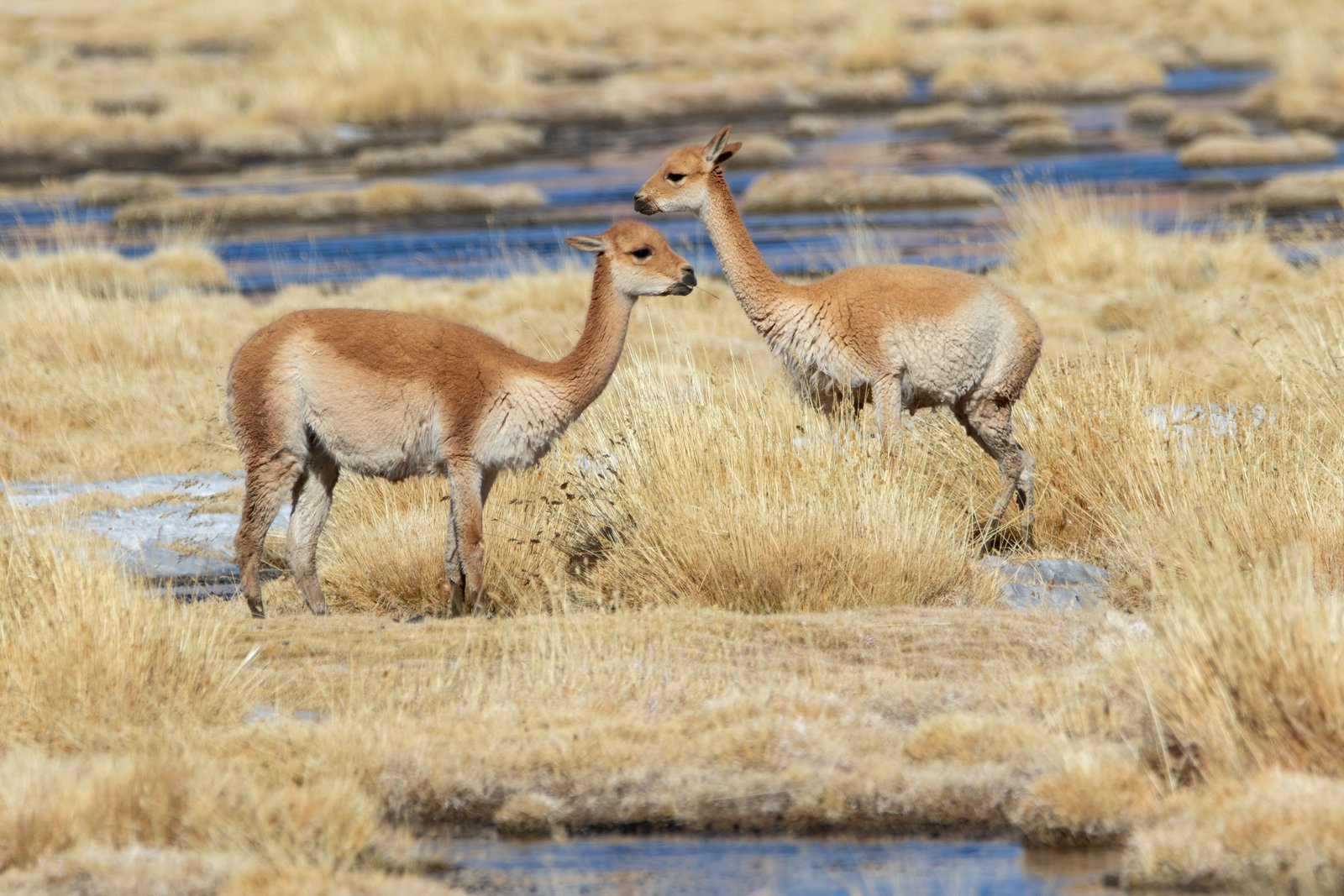 Vigognes (Vicugna vicugna - Vicuña)