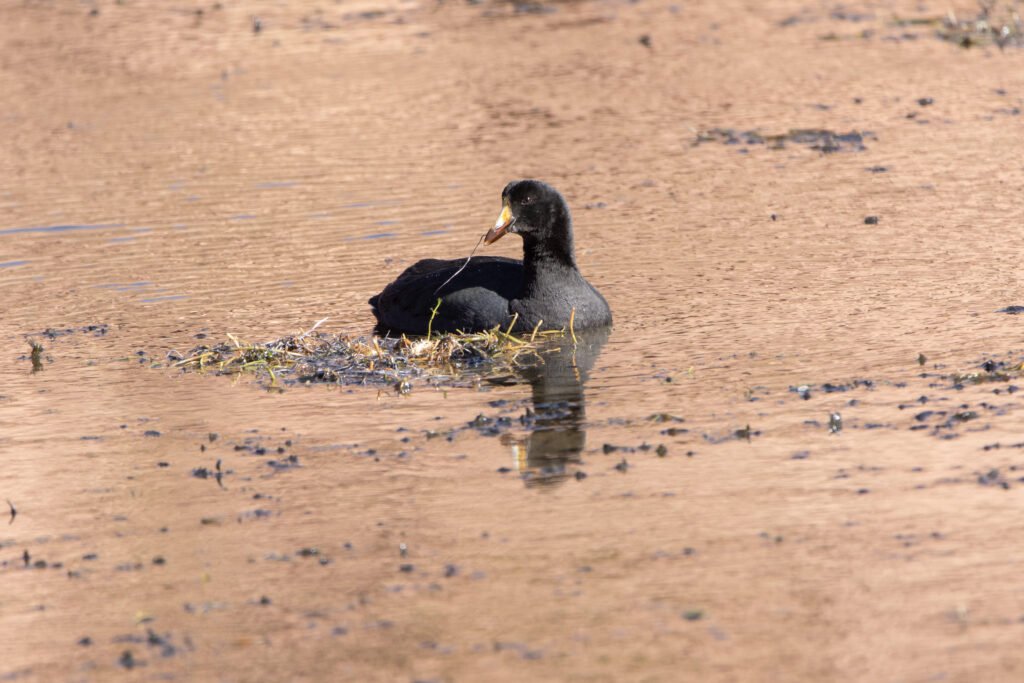 Foulque géante (Fulica gigantea - Giant Coot) 2