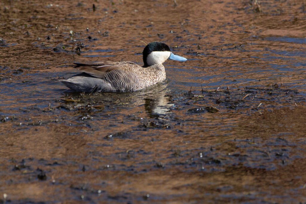 Sarcelle de la Puna (Spatula puna - Puna Teal) - San Pedro de Atacama