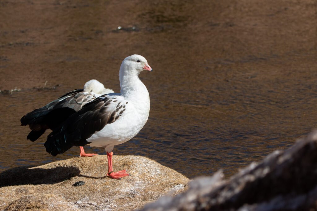 Ouettes des Andes (Chloephaga melanoptera - Andean Goose)