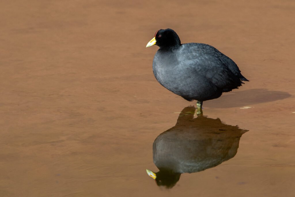 Foulque ardoisée (Fulica ardesiaca - Andean Coot)