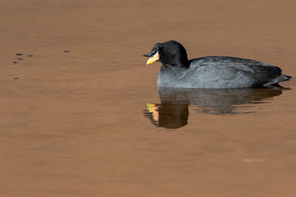 Foulque cornue (Fulica cornuta - Horned Coot)