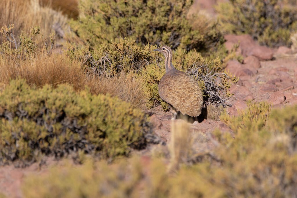 Tinamou quioula (Tinamotis pentlandii - Puna Tinamou)