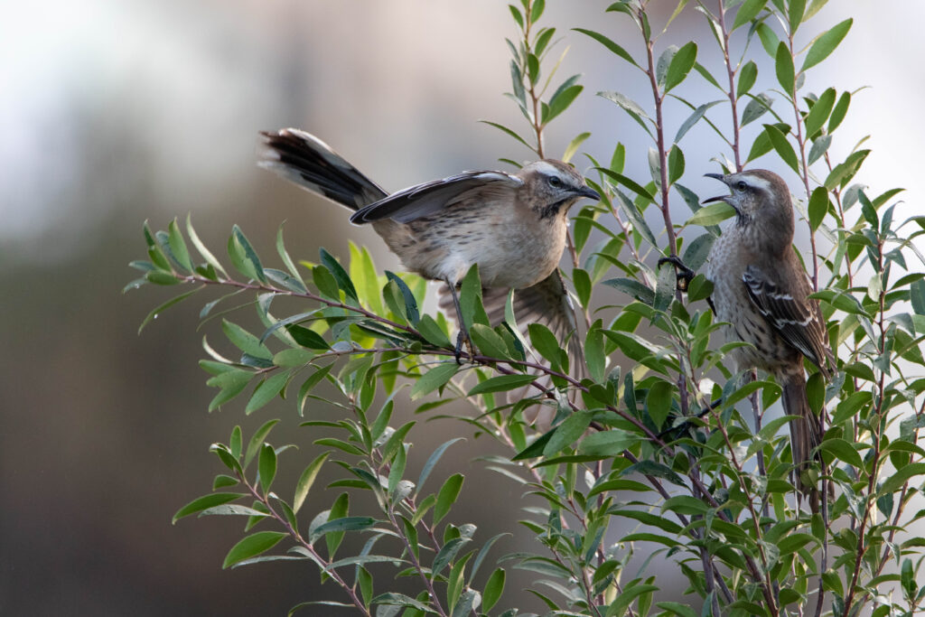 Moqueur du Chili (Mimus thenca - Chilean Mockingbird)