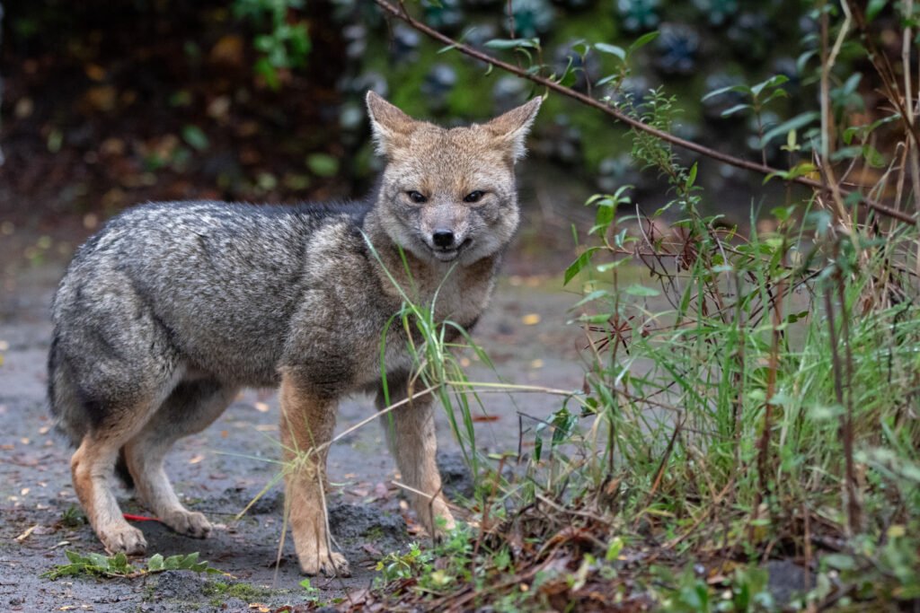 Renard gris (Urocyon cinereoargenteu - Gray fox)