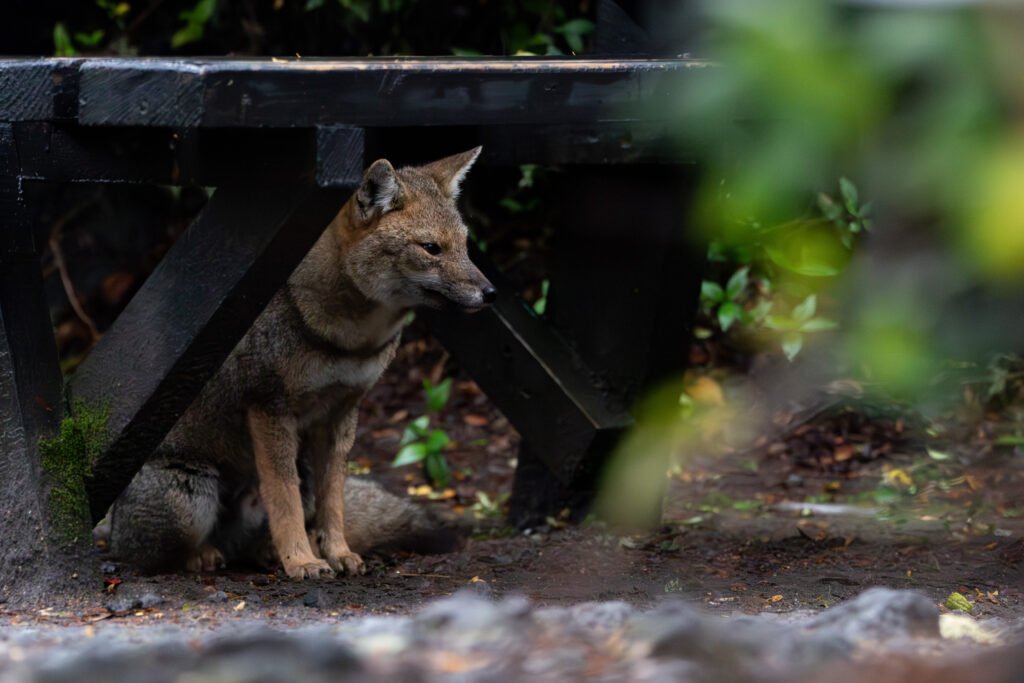 Renard gris (Urocyon cinereoargenteu - Gray fox) - Puerto Varas