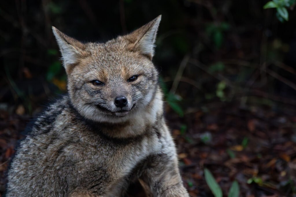 Renard gris (Urocyon cinereoargenteu - Gray fox) - Chili