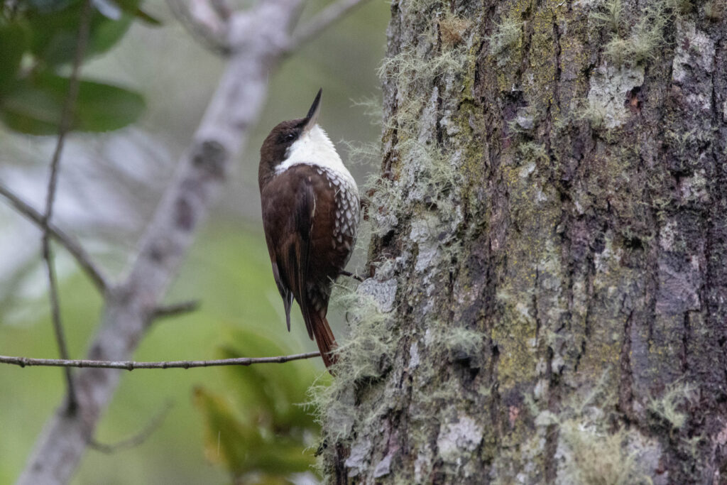 Picotelle à gorge blanche (Pygarrhichas albogularis - White-throated Treerunner)