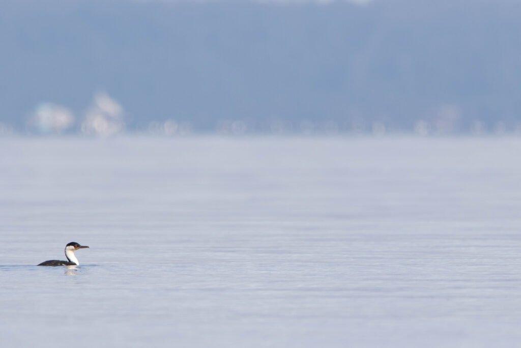 Cormoran impérial (Leucocarbo atriceps - Imperial Shag)