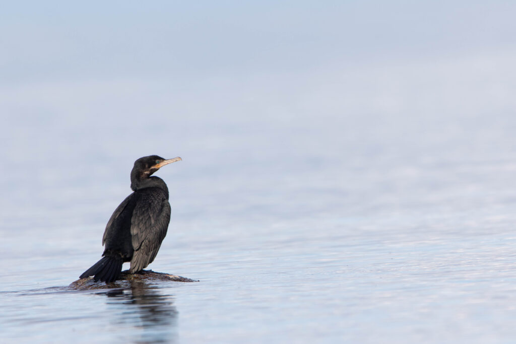 Cormoran vigua (Nannopterum brasilianum - Neotropic Cormorant)