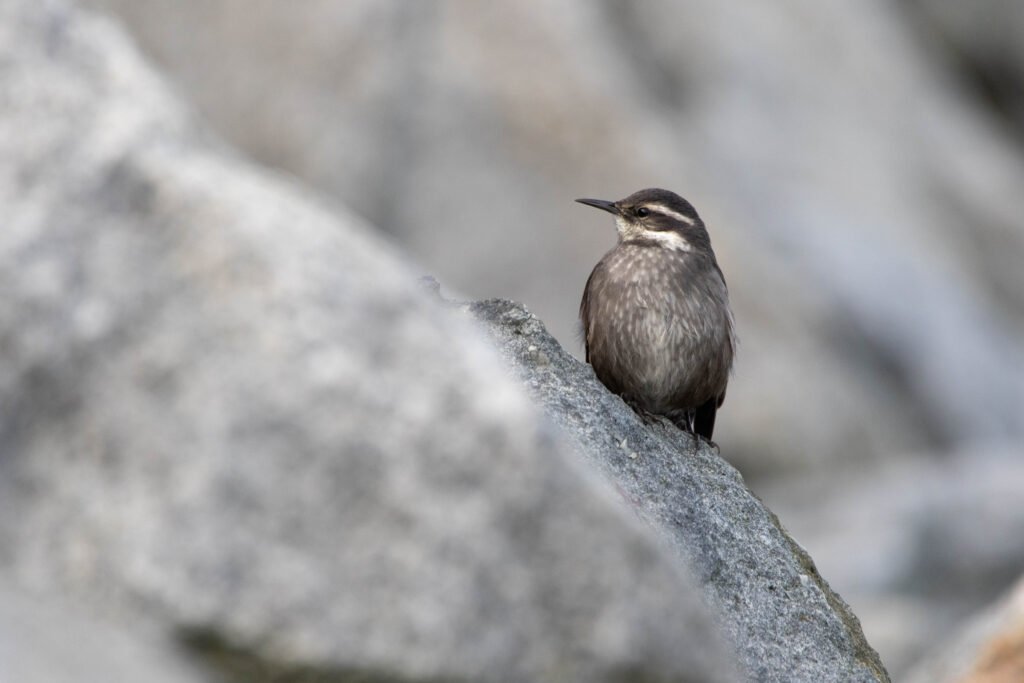 Cinclode d'Oustalet (Cinclodes oustaleti - Grey-flanked Cinclodes) 2