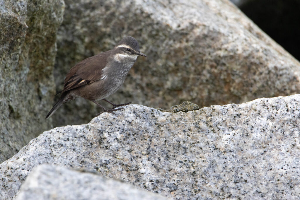 Cinclode d'Oustalet (Cinclodes oustaleti - Grey-flanked Cinclodes)