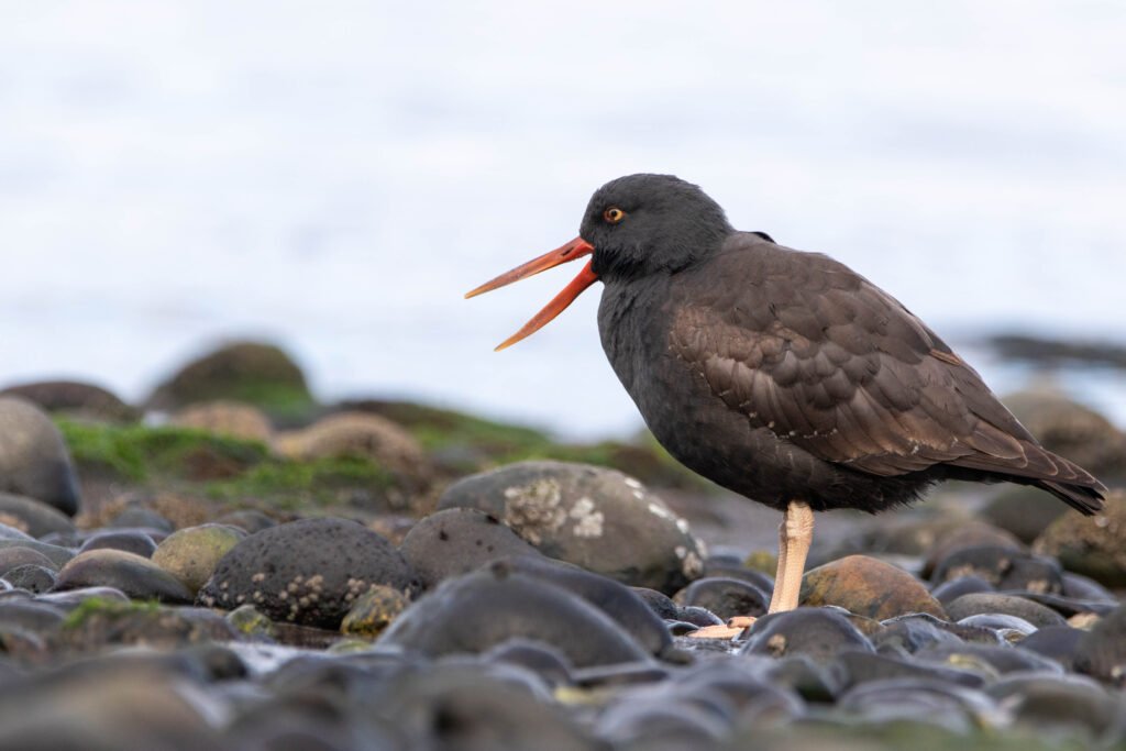 Huitrier noir (Haematopus ater - Blackish Oystercatcher) Chiloé