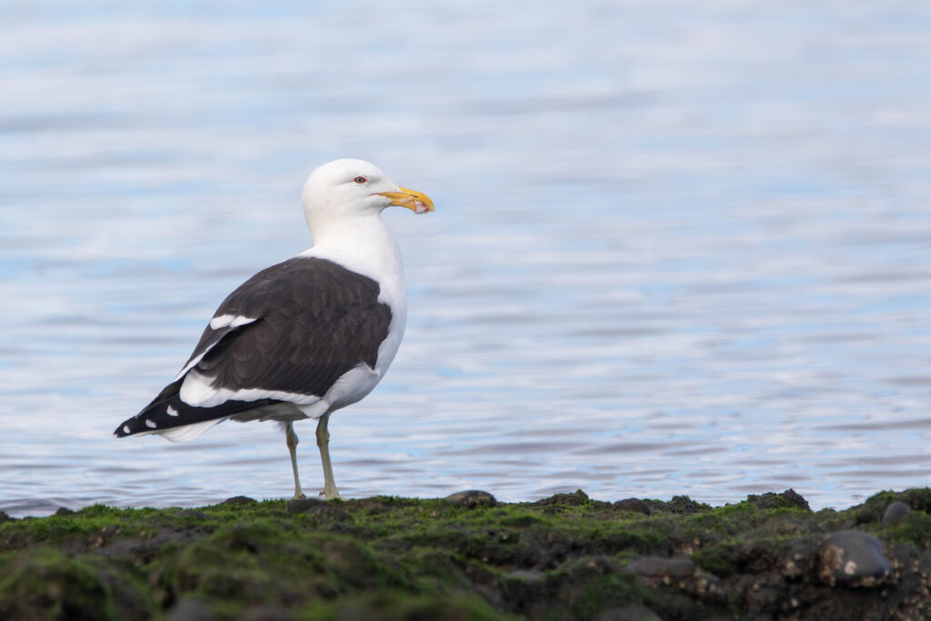Goéland dominicain (Larus dominicanus - Kelp Gull)