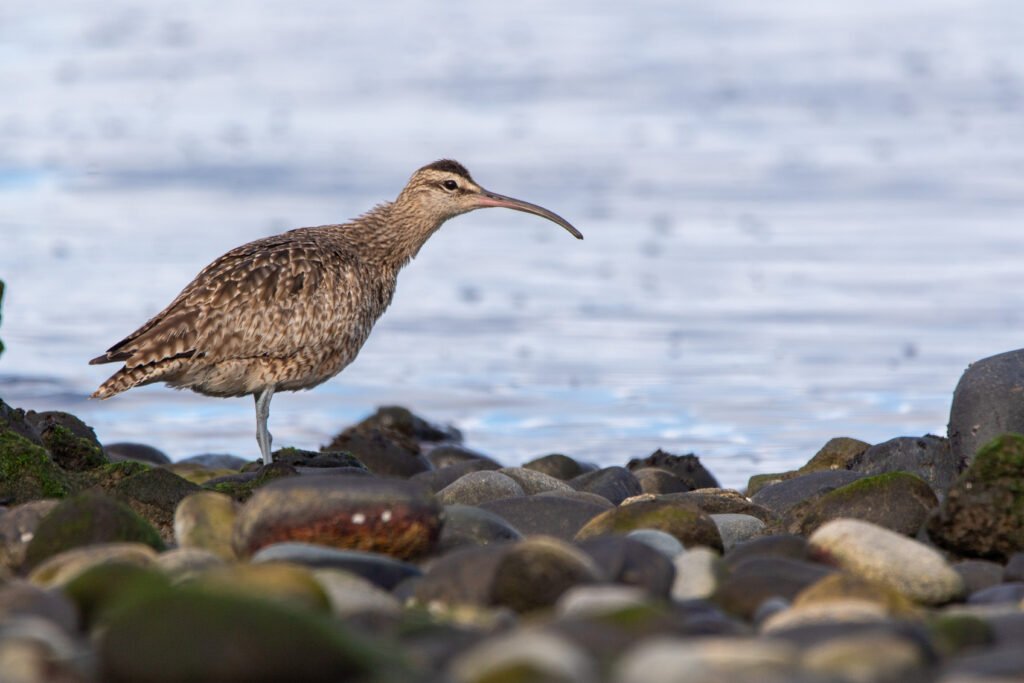 Courlis hudsonien (Numenius hudsonicus - Hudsonian Whimbrel)
