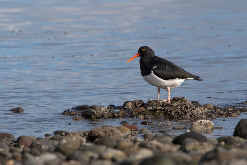 Huitrier de Garnot (Haematopus leucopodus - Magellanic Oystercatcher)