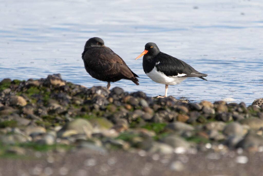 Huitrier de Garnot (Haematopus leucopodus - Magellanic Oystercatcher) & Huitrier noir (Haematopus ater - Blackish Oystercatcher)