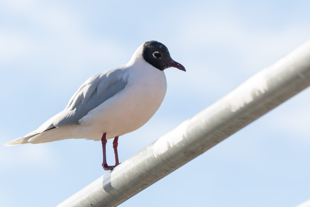 Mouette de Patagonie (Chroicocephalus maculipennis - Brown-hooded Gull)