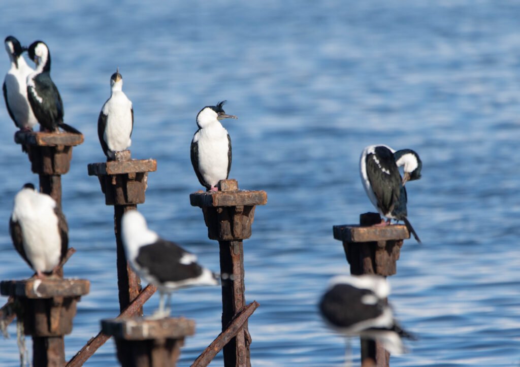 Cormoran impérial (Leucocarbo atriceps - Imperial Shag) - Chiloé