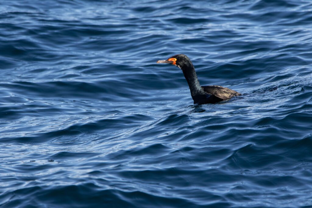 Cormoran de Magellan (Leucocarbo magellanicus - Rock Shag)