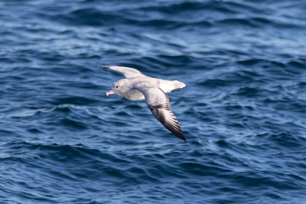 Fulmar argenté (Fulmarus glacialoides - Southern Fulmar) 2