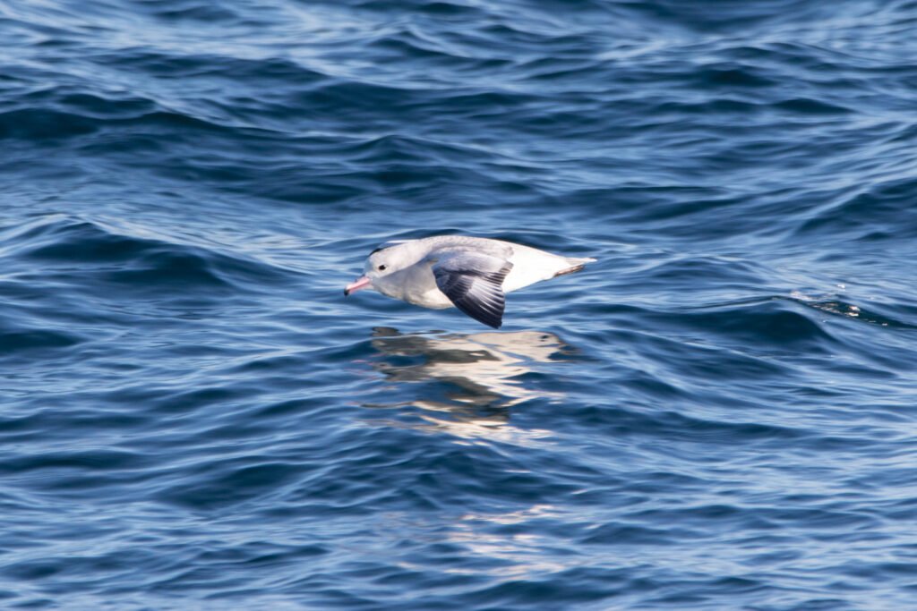 Fulmar argenté (Fulmarus glacialoides - Southern Fulmar)