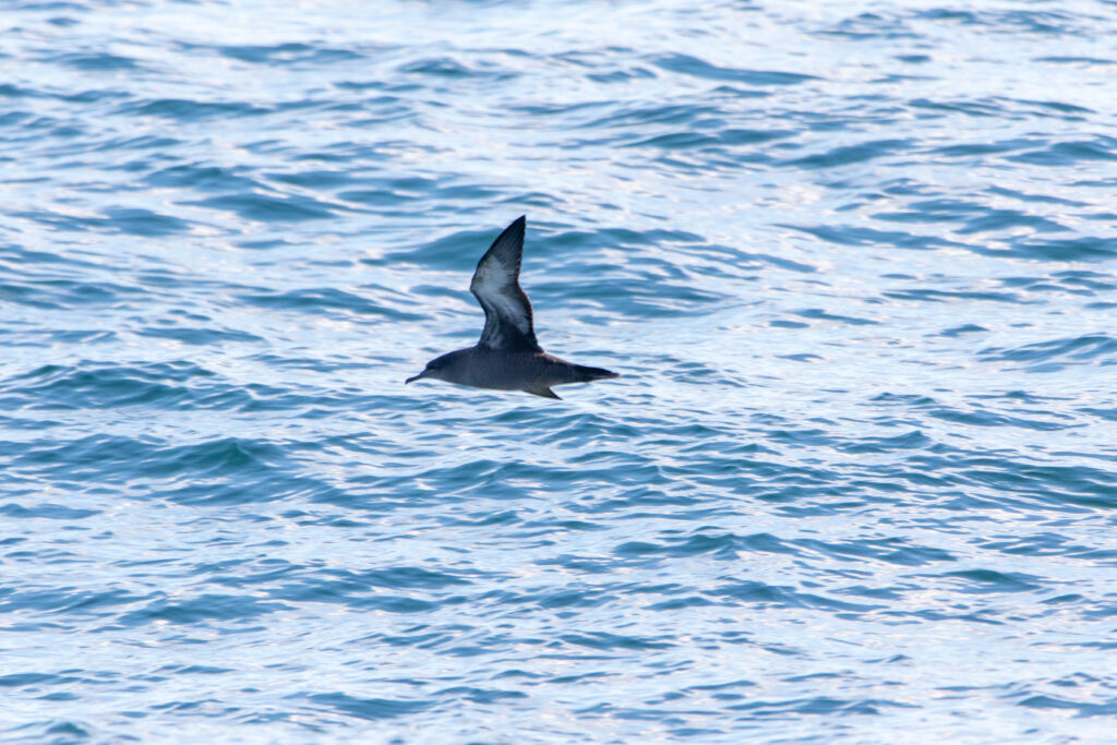 Puffin fuligineux (Ardenna grisea - Sooty Shearwater)