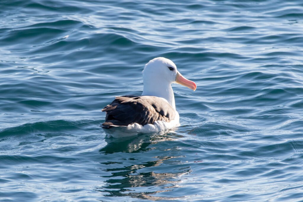 Albatros à sourcils noirs (Thalassarche melanophris - Black-browed Albatross) 2