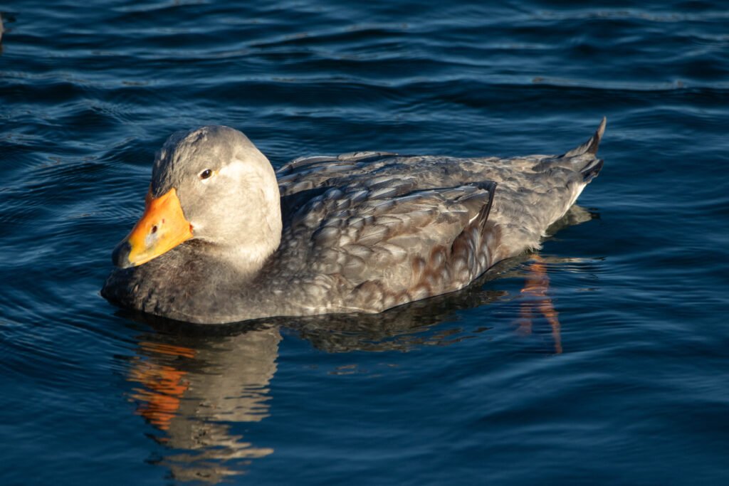 Brassemer cendré (Tachyeres pteneres - Fuegian Steamer Duck)