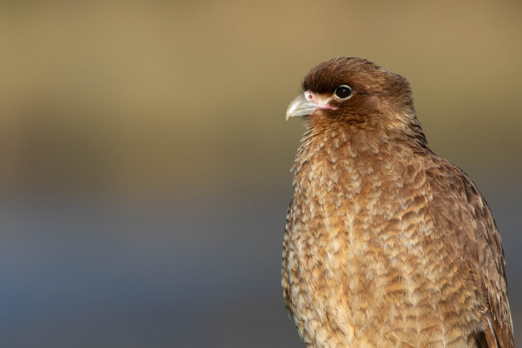 Caracara chimango (Milvago chimango - Chimango Caracara